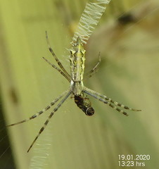 Argiope tapinolobata
