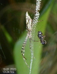 Argiope tapinolobata