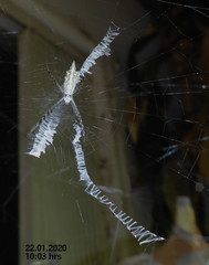 Argiope tapinolobata