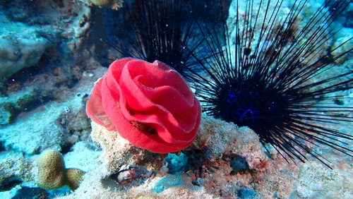 Hexabranchus sandwichensis observed 2025-12-24
