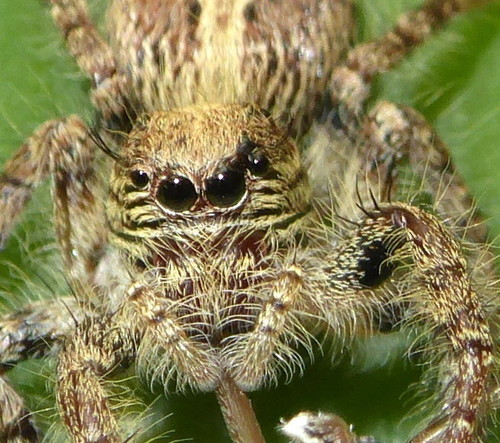 Hyllus treleaveni