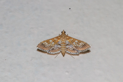 Sameodes