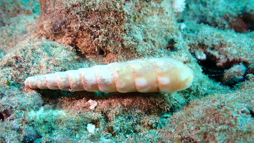 Terebra guttata, 2025-12-24