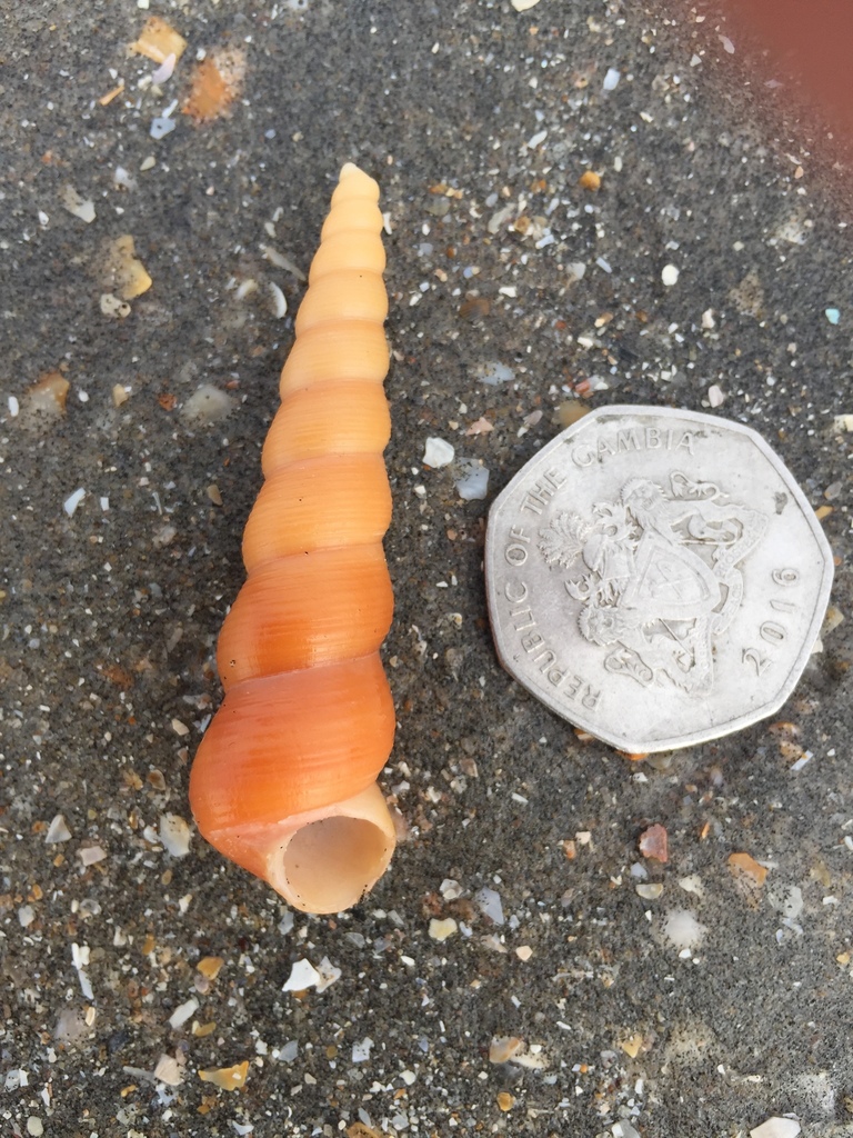 Turritella ungulina