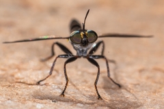 Laphriini