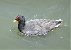 Red-Fronted Coot photo 4
