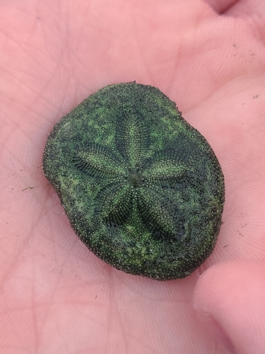 Clypeaster reticulatus observed 2025-12-25