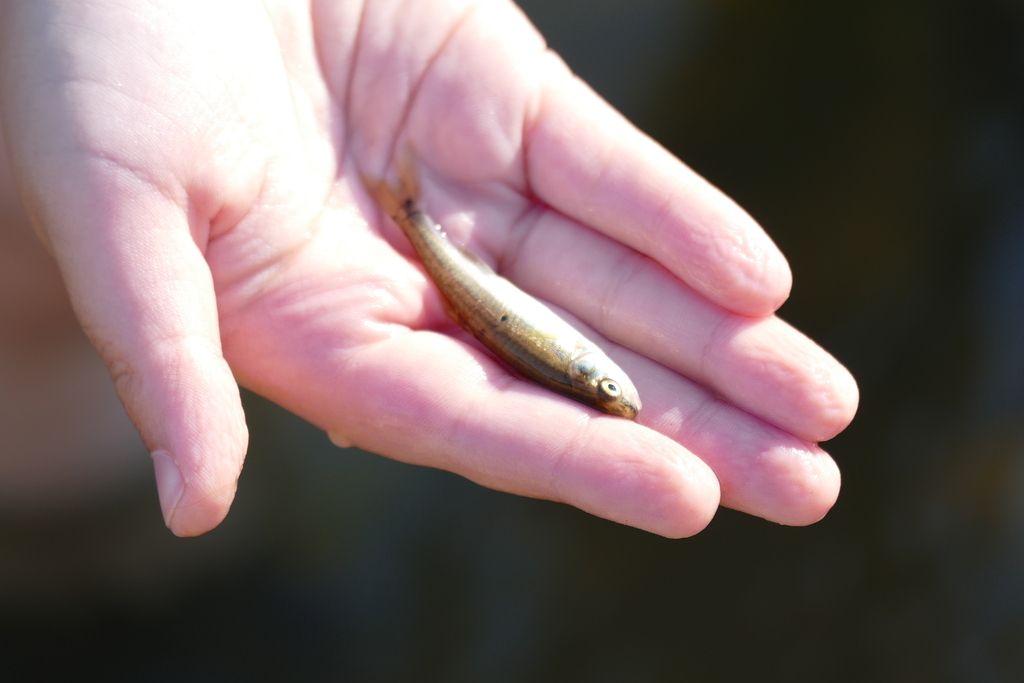 Garonne Minnow