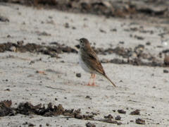 Anthus hellmayri