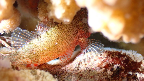 Sebastapistes fowleri observed 2025-12-24