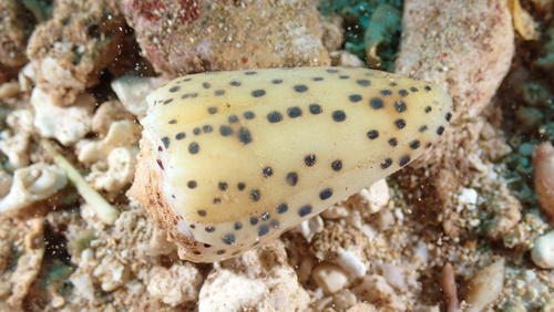 Conus pulicarius observed 2025-12-24