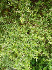 Coprosma propinqua propinqua