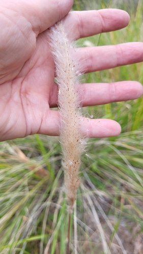 California satintail (Imperata brevifolia)