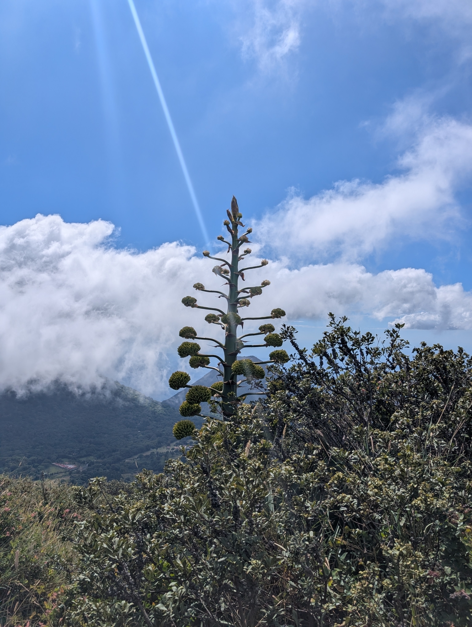 Maguey