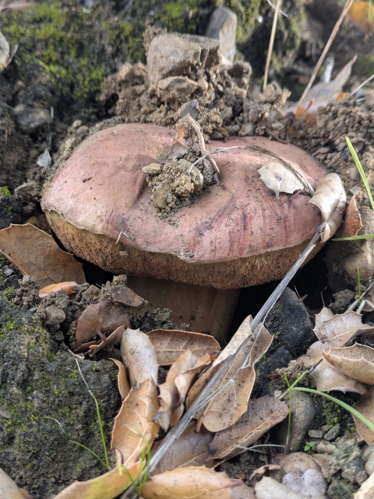 Suillellus amygdalinus · December 2025 · photo: © mylan (iNaturalist, cc-by)