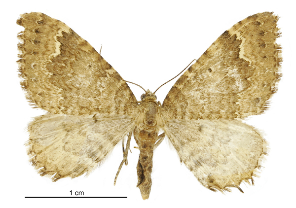 Asaphodes chionogramma