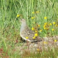 Thinocorus orbignyianus