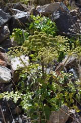 Archangelica brevicaulis