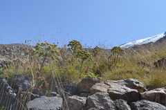 Archangelica brevicaulis