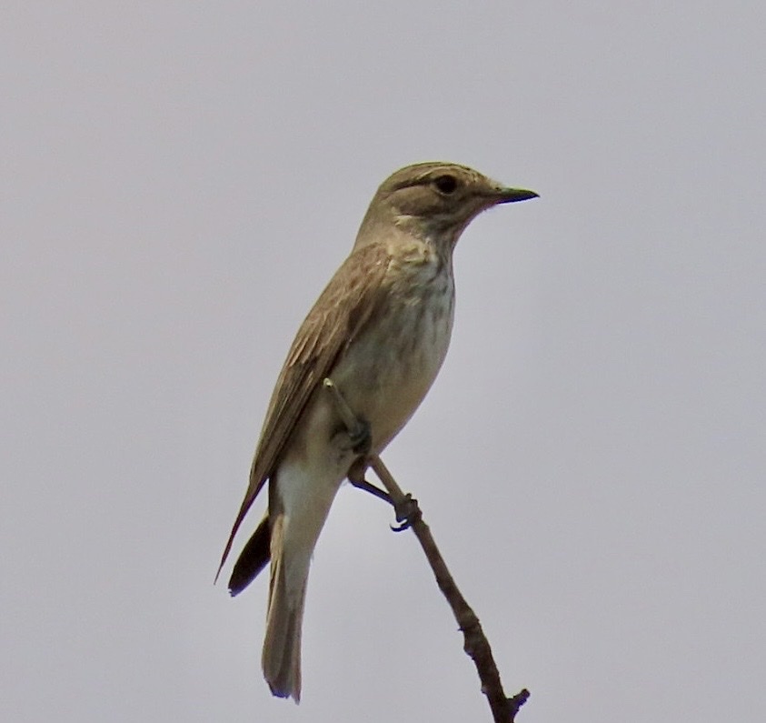 Spotted Flycatcher