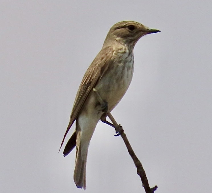 Spotted Flycatcher