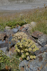 Archangelica brevicaulis