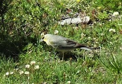 Melanodera xanthogramma