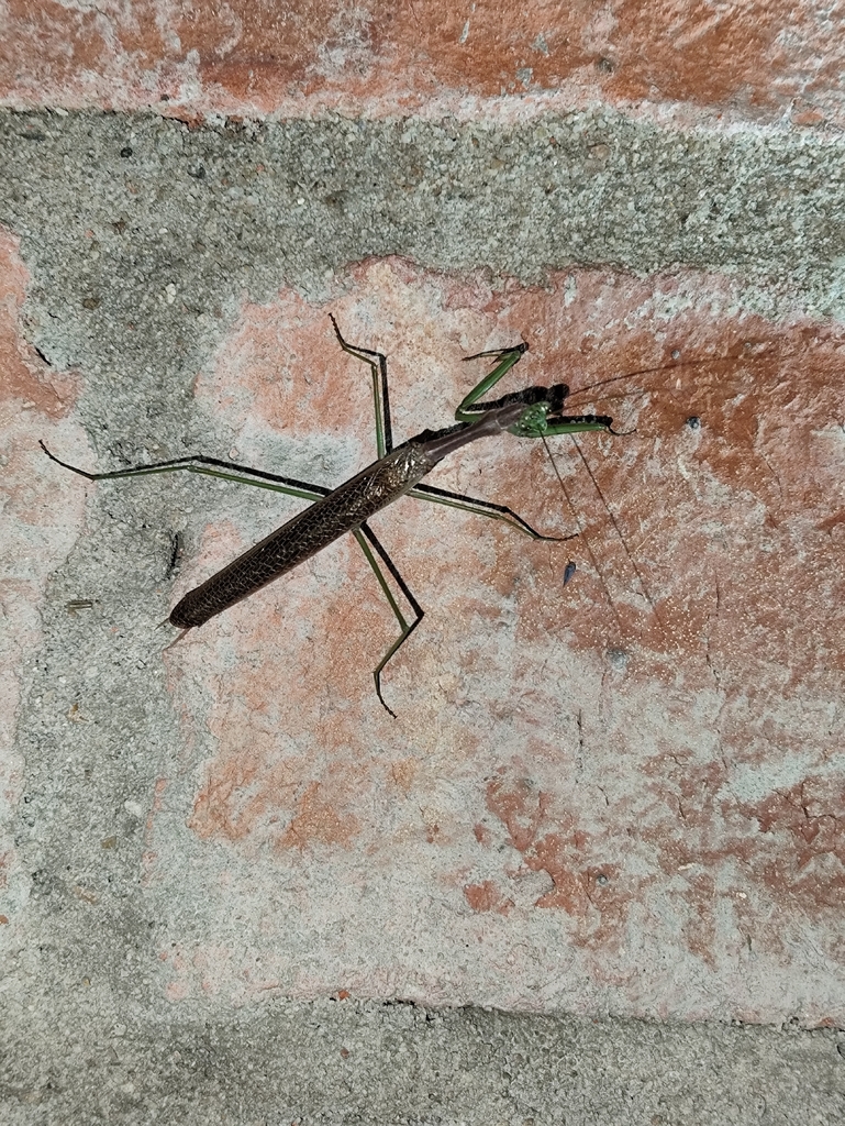 Small-winged Gay's Mantis