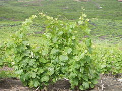 Vitis vinifera vinifera