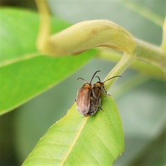 Poneridia semipullata