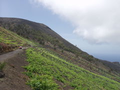 Vitis vinifera vinifera