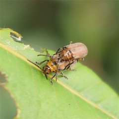 Poneridia semipullata