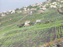 Vitis vinifera vinifera