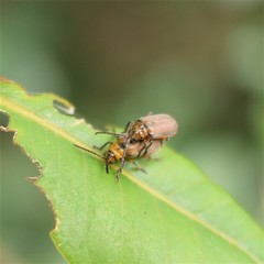 Poneridia semipullata