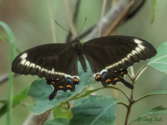 Papilio fuscus