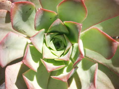 Aeonium davidbramwellii image