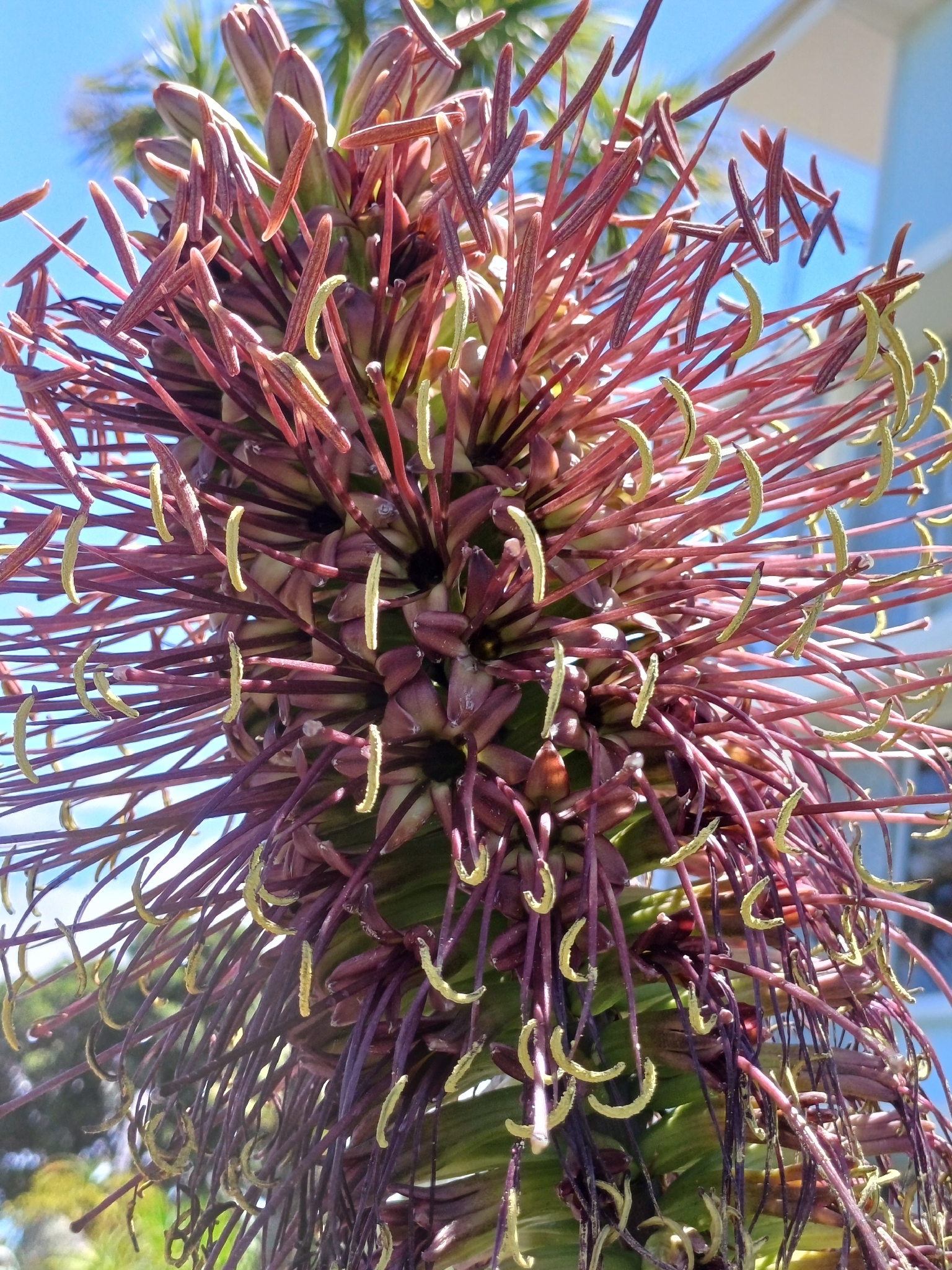 Agave chrysoglossa I.M.Johnst. 2