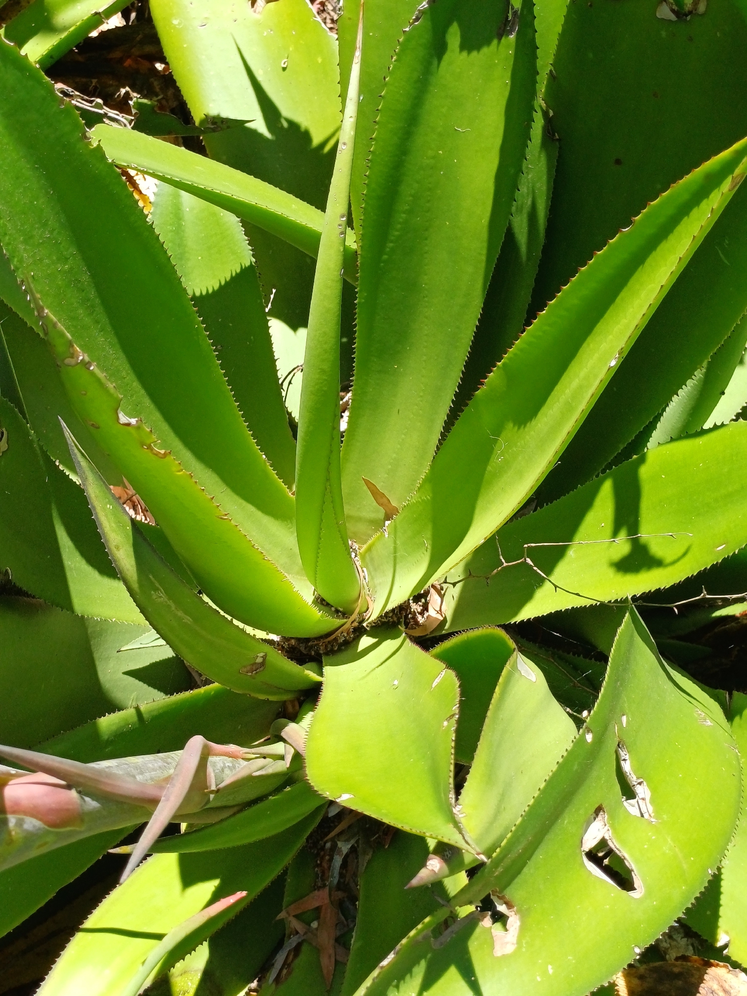 Agave chrysoglossa I.M.Johnst. 3