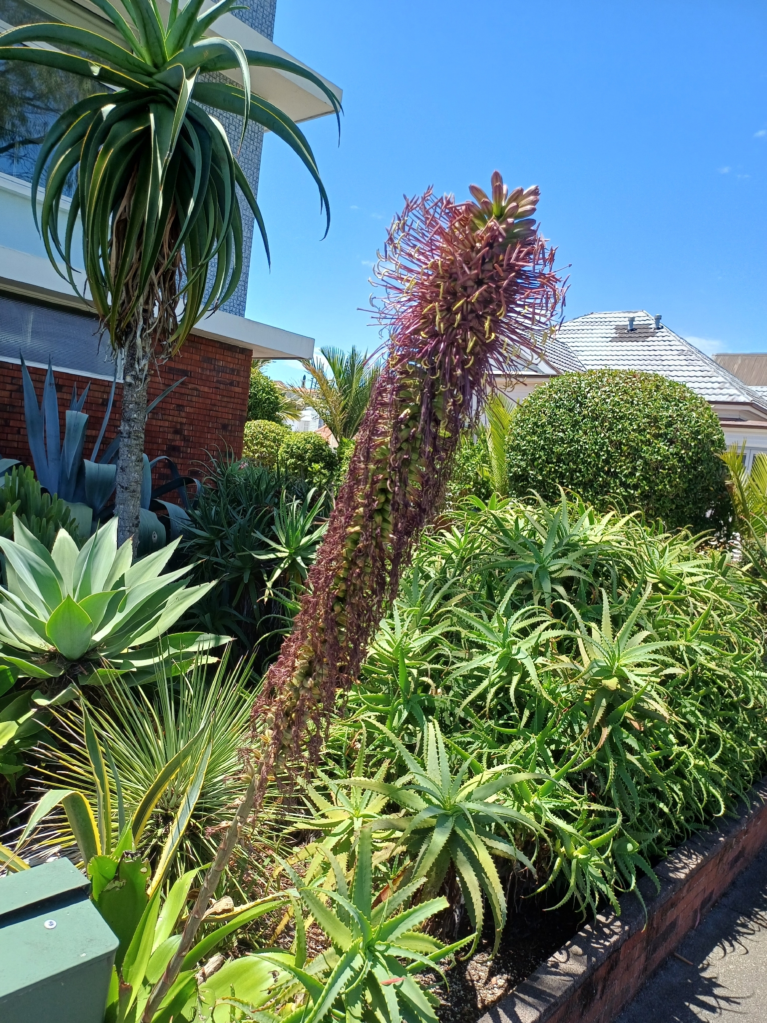 Agave chrysoglossa I.M.Johnst. 4