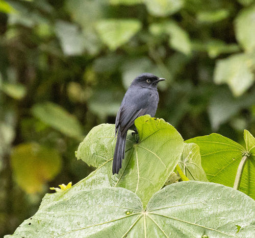 Yellow-eyed Black Flycatcher (Melaenornis ardesiacus), photo 3