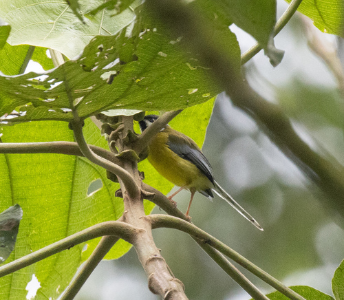 Black-throated Apalis (Apalis jacksoni), photo 8