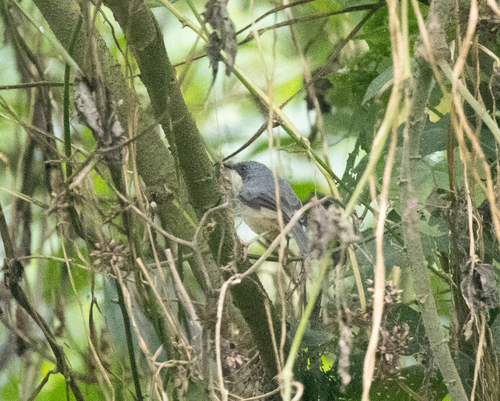 White-chinned Prinia (Schistolais leucopogon), photo 7