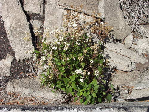 Ageratina adenophora image