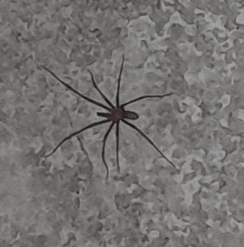 Southern House Spider