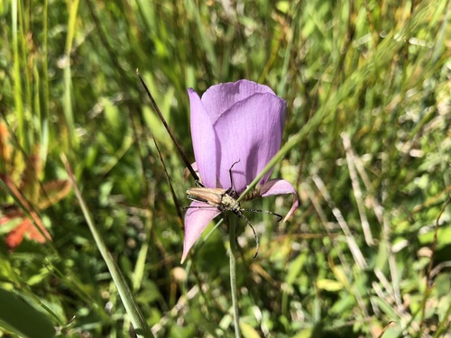 Calochortus longebarbatus, photograph 4