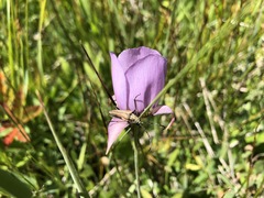 (c) Dee Shea Himes, some rights reserved (CC BY) Calochortus longebarbatus, photograph (c) Dee Shea Himes, some rights reserved (CC BY)