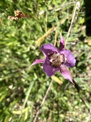(c) Dee Shea Himes, some rights reserved (CC BY) Calochortus longebarbatus, photograph (c) Dee Shea Himes, some rights reserved (CC BY)
