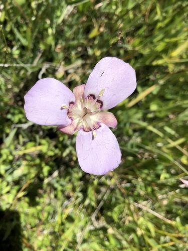 Calochortus longebarbatus, photograph 2