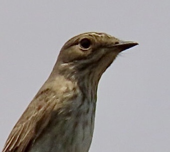 Spotted Flycatcher