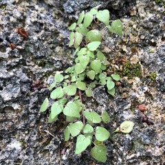 Parietaria floridana